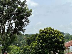 Hillview Villas (D23), Terrace #535106601